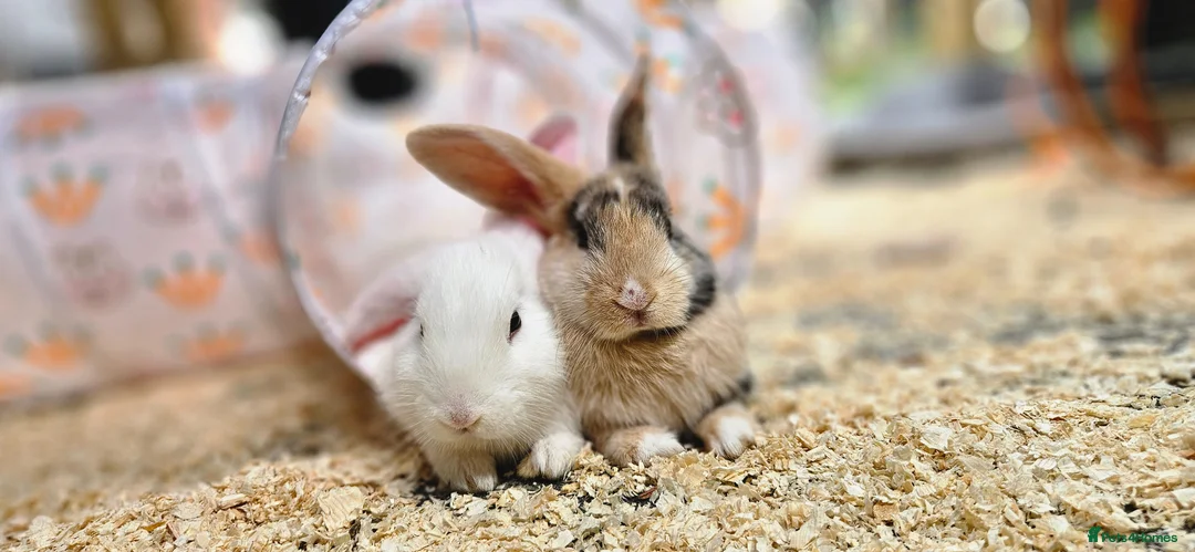 Mixed Breed rabbits for sale: 2 male rabbits for sale with hutches in Saint Helens - Advert 1