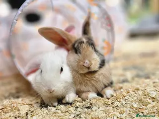 Mixed Breed rabbits 2 male rabbits for sale with hutches - Advert 1