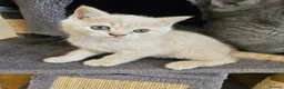 British Shorthair cats for sale: Champion lines British Shorthair kittens  - Advert 27
