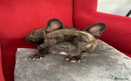 French Bulldog dogs for sale: New Home for Betty & Hugo - Image 7