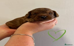 Cavapoo dogs for sale: Extensively Health tested cavapoos  - Image 8