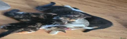 Mixed Breed cats for sale: Last two kitten ready to leave nest  in London - Advert 2