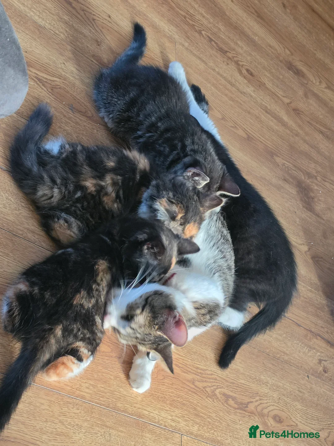 Mixed Breed cats for sale: Last two kitten ready to leave nest  in London - Advert 2