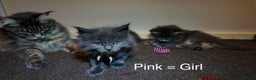 Maine Coon cats for sale: Beautiful Mainecoon Kittens Maine Coon Purebred - Advert 6