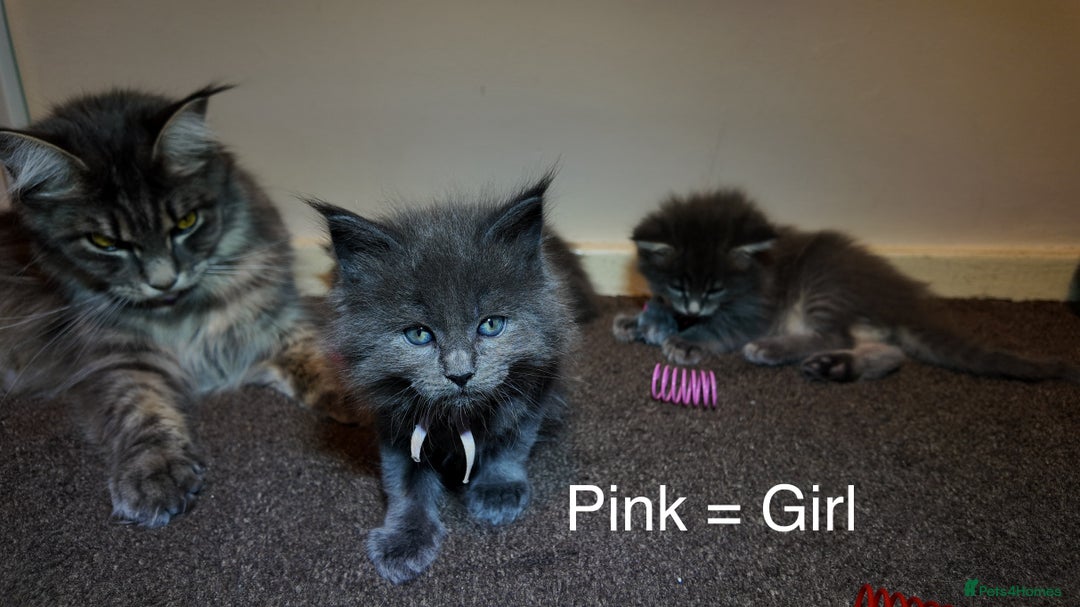 Maine Coon cats for sale: Beautiful Mainecoon Kittens Maine Coon Purebred - Advert 6