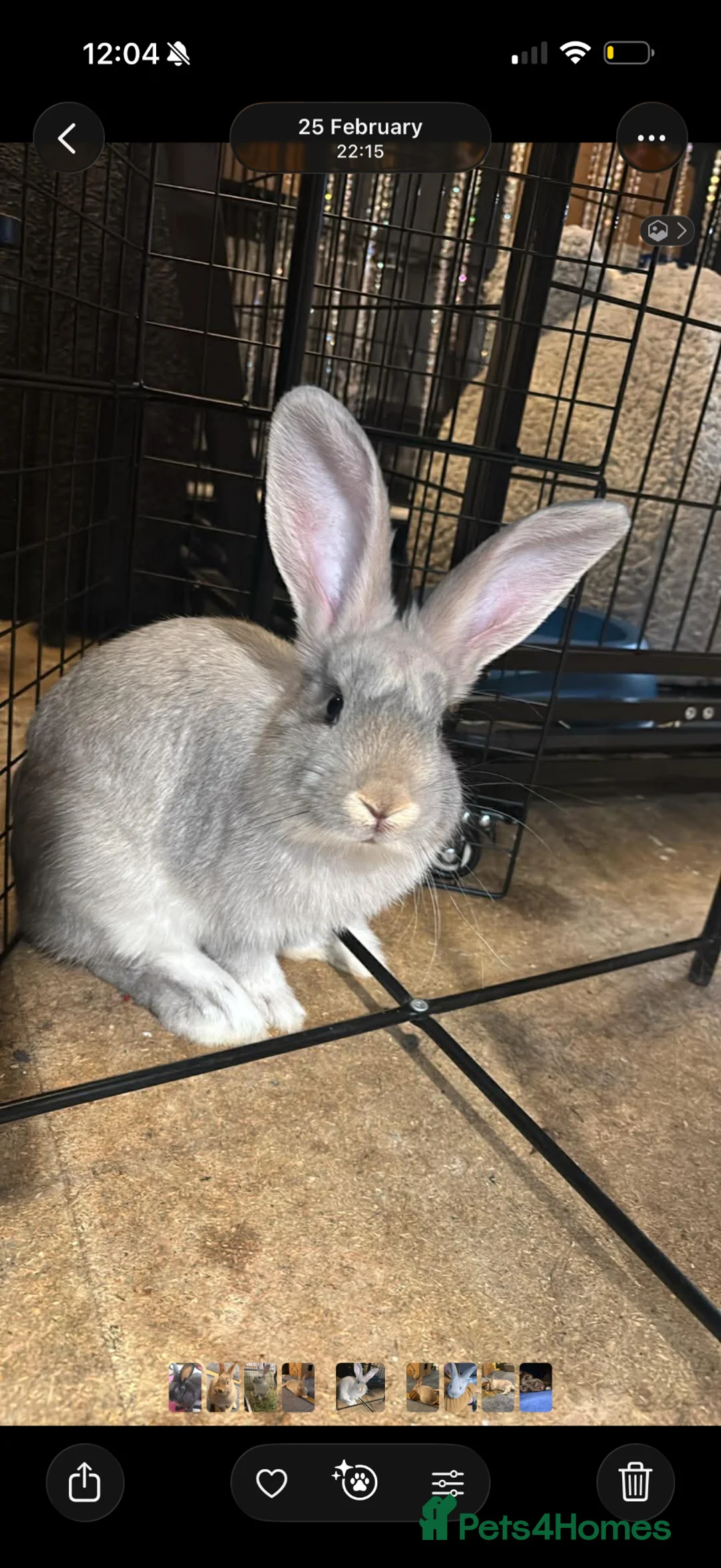 Continental Giant rabbits for sale: Continental giant rabbit buck in Sheffield - Advert 1