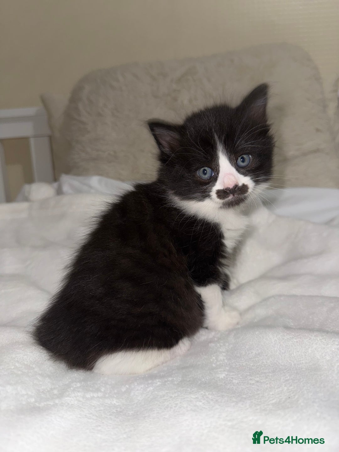 Ragdoll cats for sale: Ragdoll Mix Litter - Advert 10