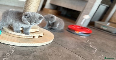 British Shorthair cats - Advert 11