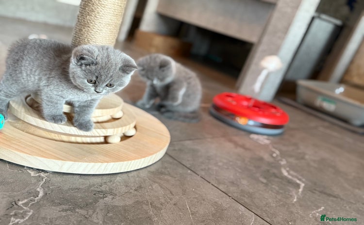 British Shorthair cats - Advert 11
