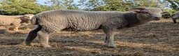 Sheep livestock for sale: Merino sheep - Advert 3