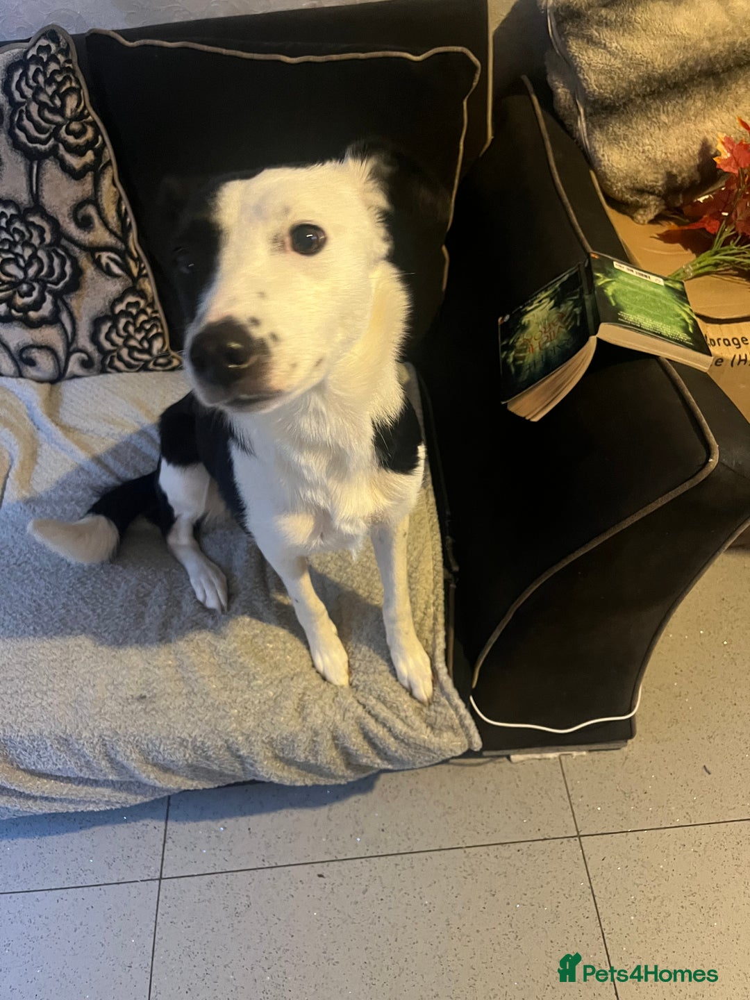 Border Collie dogs for sale: Nellie - Image 2