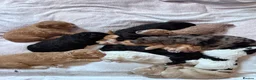 Cockapoo dogs for sale: Superb F1 Cockapoos in Aberdeen - Advert 29