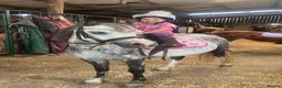 Welsh Section A horses for sale: Lovely little chirry  - Advert 5