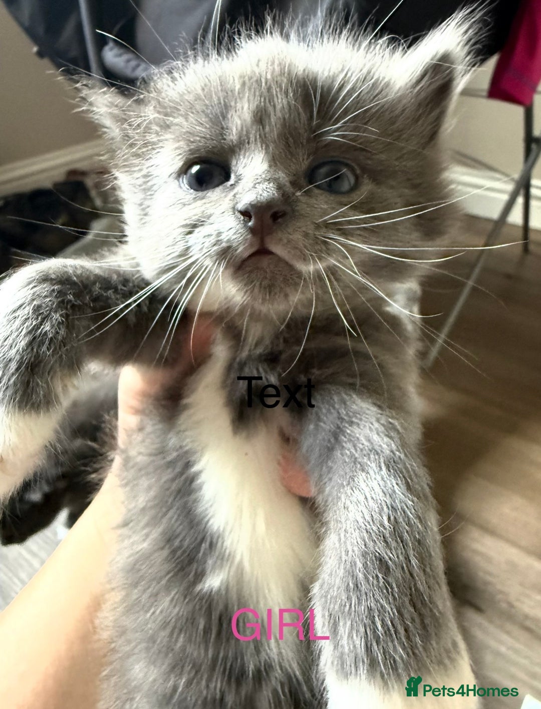 British Shorthair cats for sale: Kittens - Advert 5