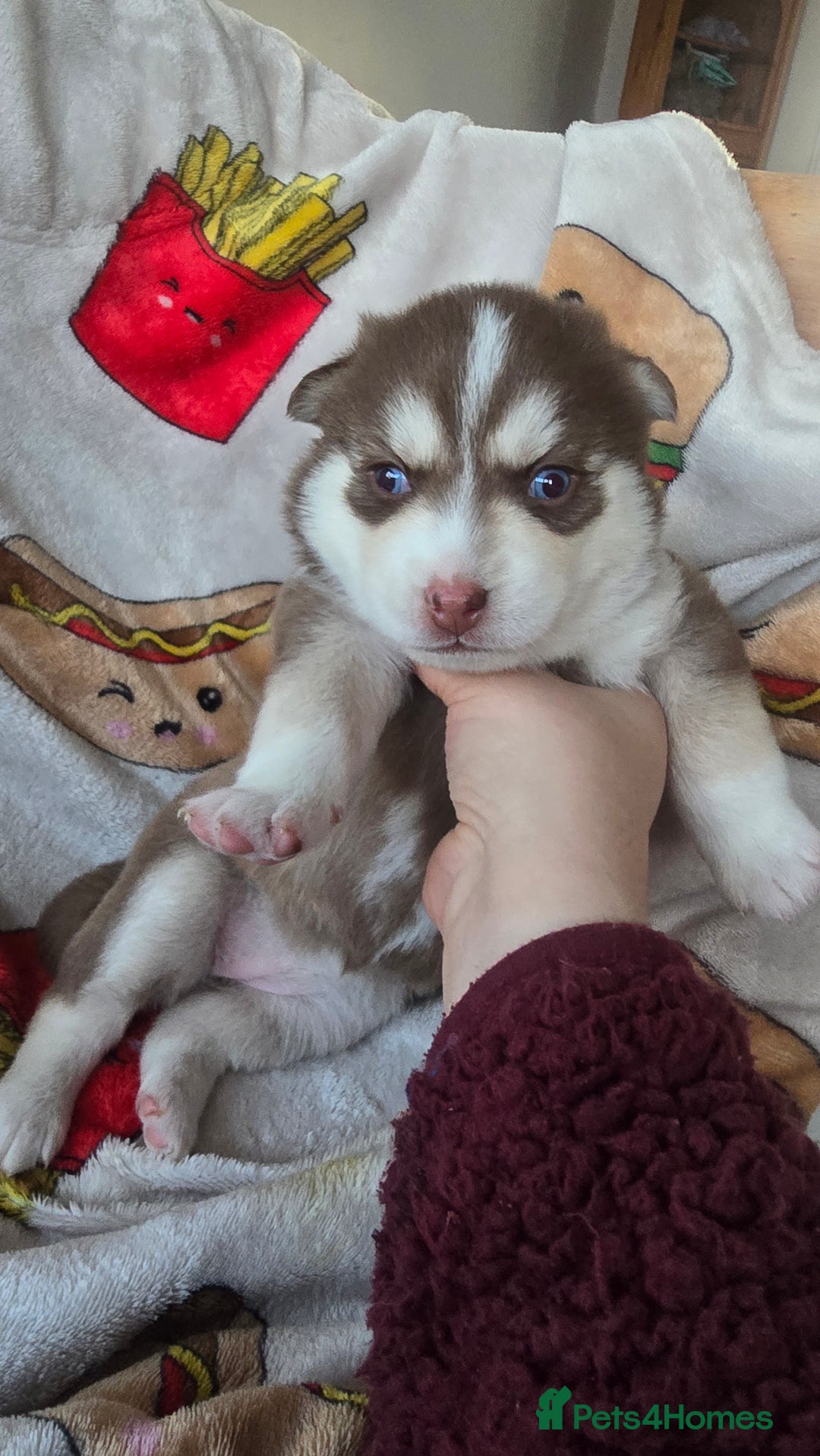 Pomsky dogs for sale: Pomsky Puppies for Sale - Advert 35