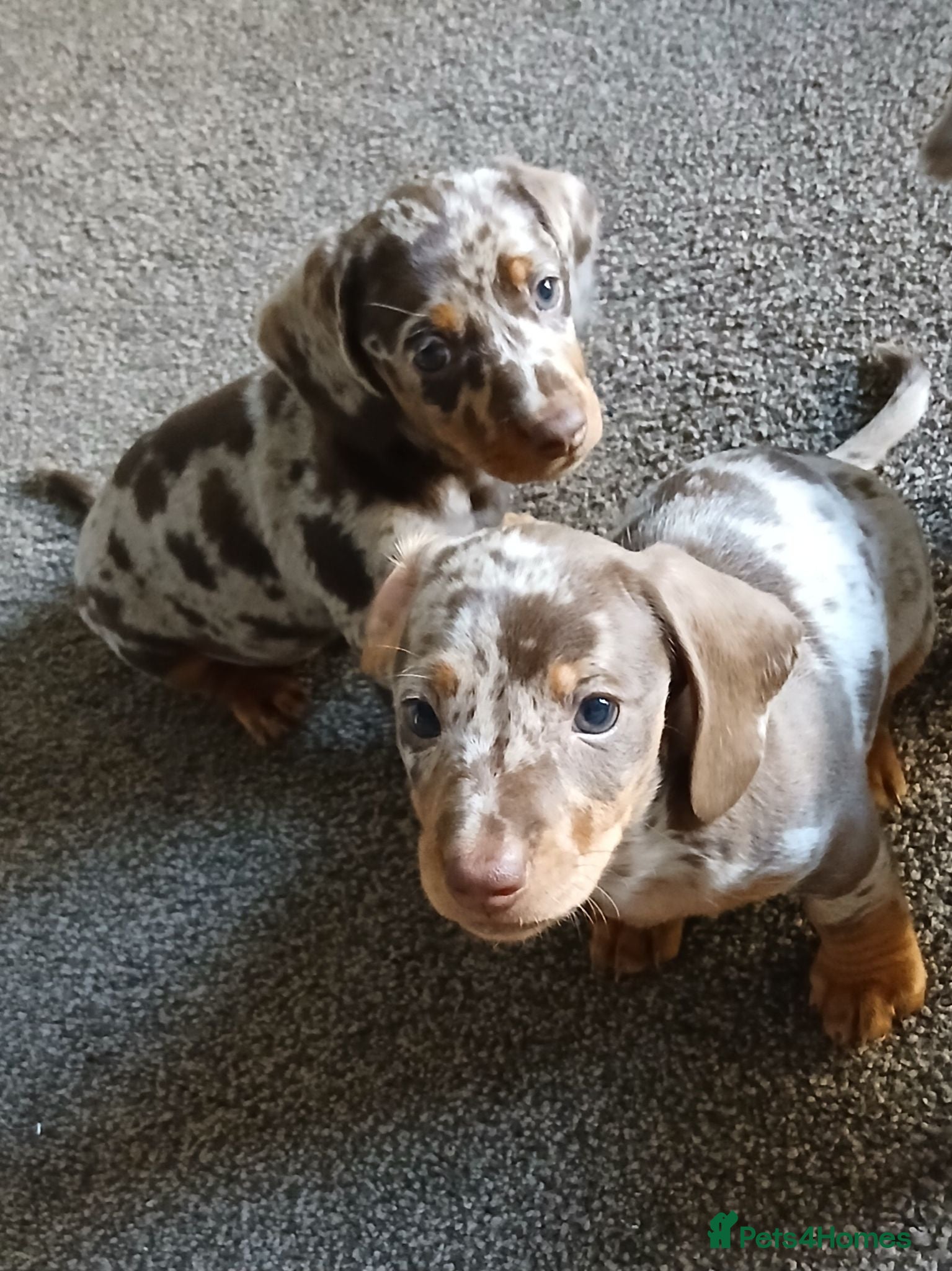 Miniature Dachshund dogs Dapple boy and girl ready to leave next thursday - Advert 2