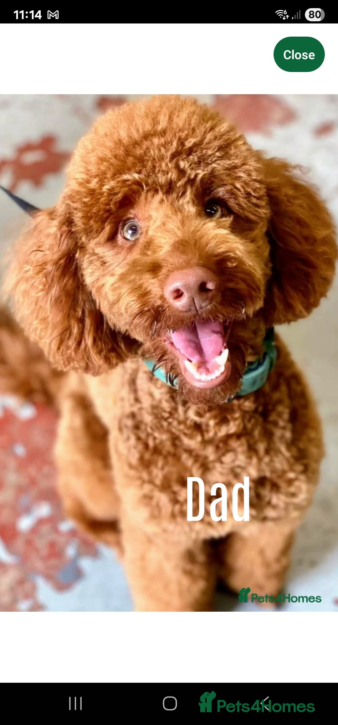 Cockapoo dogs for sale: Cockapoos F1 DNA Health tested patents - Advert 39