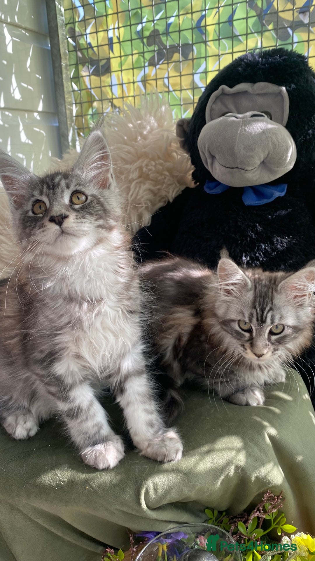 Maine Coon cats for sale: Pedigree registered Maine Coons - Image 19