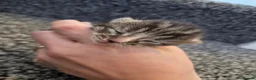 Mixed Breed cats for sale: Stunning tabby kittens  - Advert 12