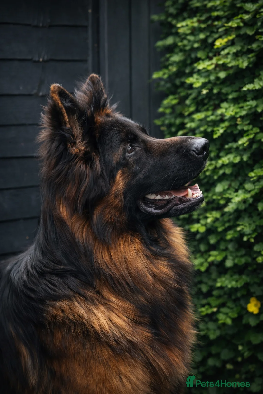 German Shepherd dogs for stud: KC REG FULLY HEALTH TESTED German Shepherd Stud in Macclesfield - Advert 2
