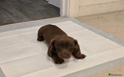 Miniature Dachshund dogs for sale: Chocolate/Tan puppy Esme - Image 6