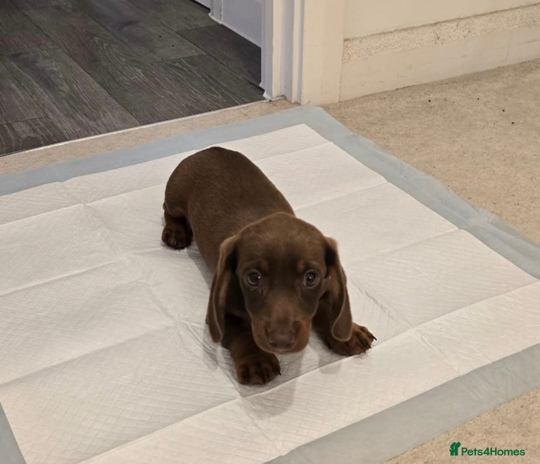 Miniature Dachshund dogs for sale: Chocolate/Tan puppy Esme - Image 6