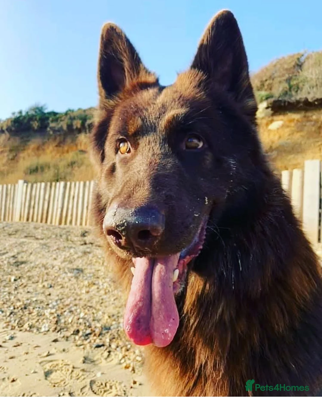 German Shepherd dogs for stud: Proven Handsome Long-Haired German Shepherd Stud in Southampton - Advert 2