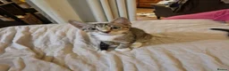 Mixed Breed cats for sale: Tabby torty cross in Derby - Advert 9