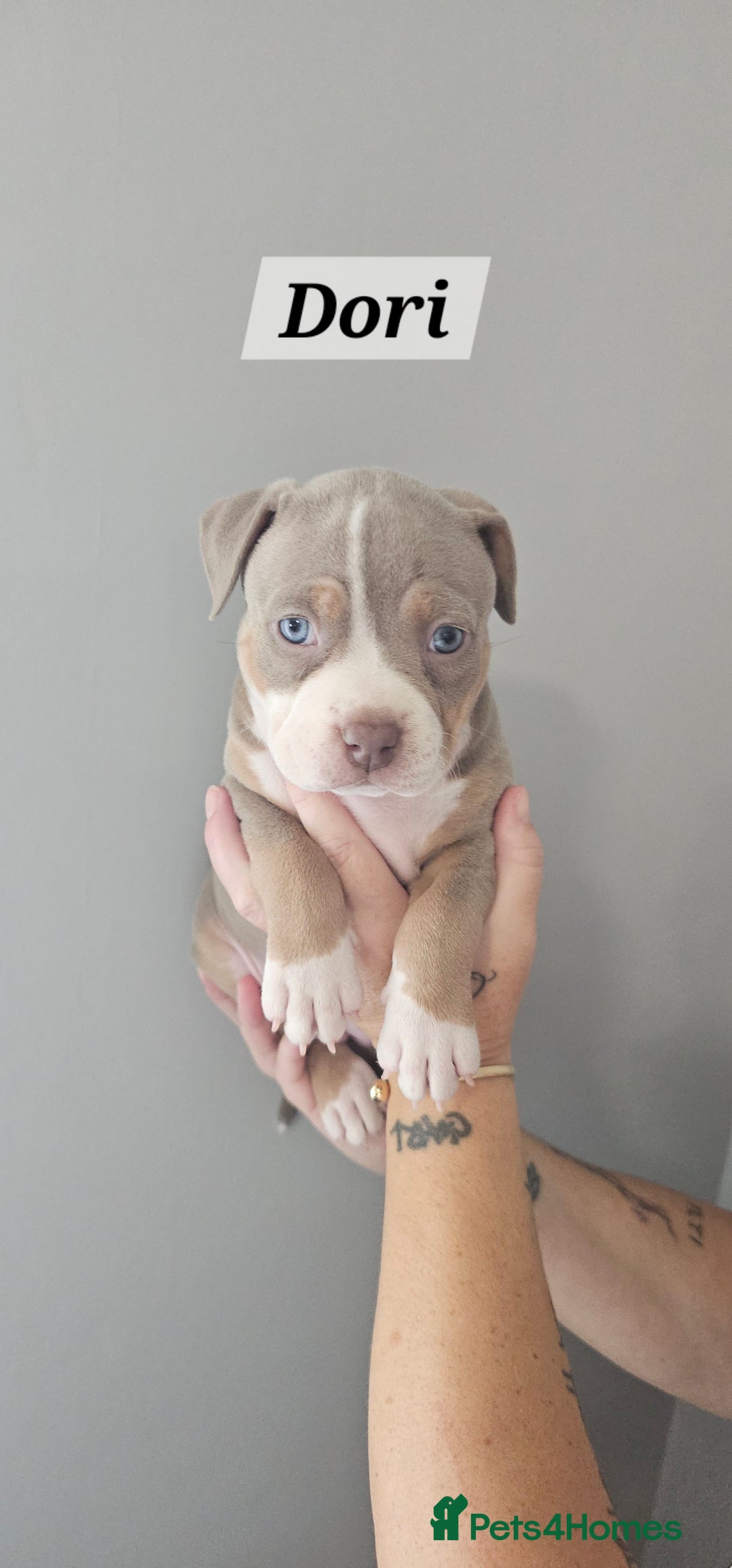 American Bully dogs for sale: BEAUTIFUL LITTER OF 8 POCKET BULLY PUPS - Image 4