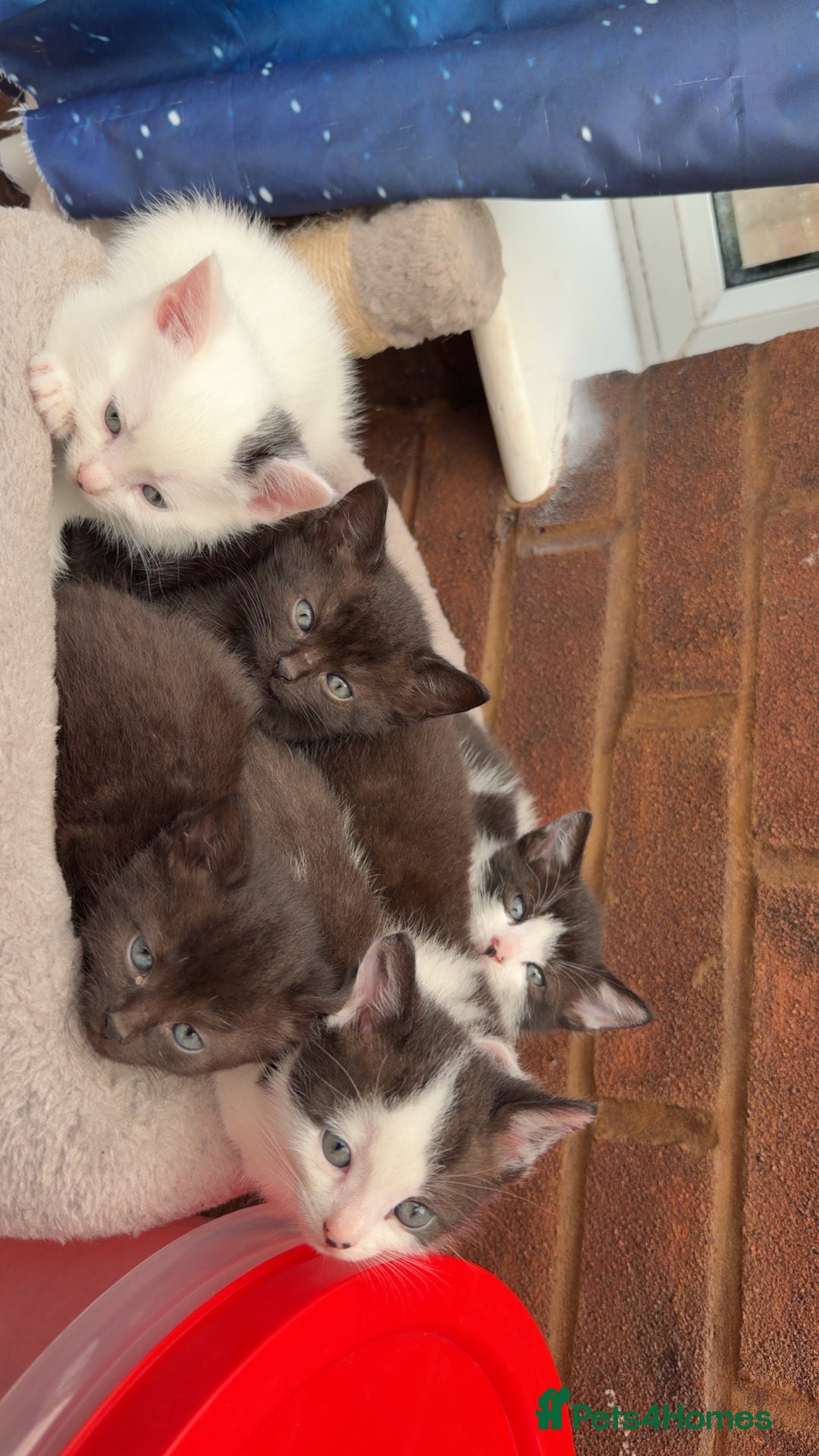 Mixed Breed cats for sale: 5 little sweet kitten  - Image 4