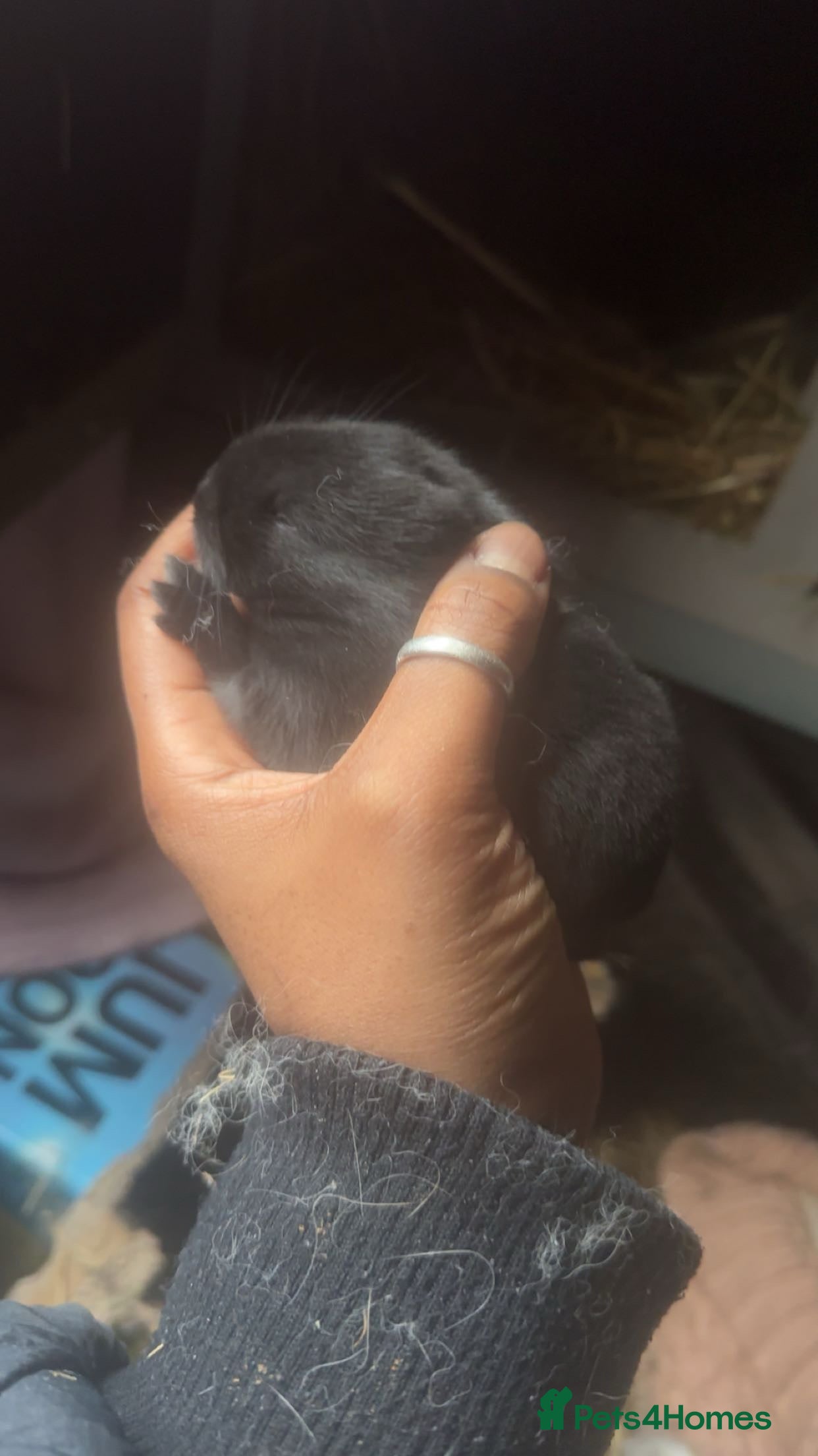 Mixed Breed rabbits Fluffy bunnies  - Advert 1