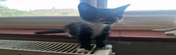 Mixed Breed cats for sale: 4 Male Mixed kittens £50 each  - Advert 4