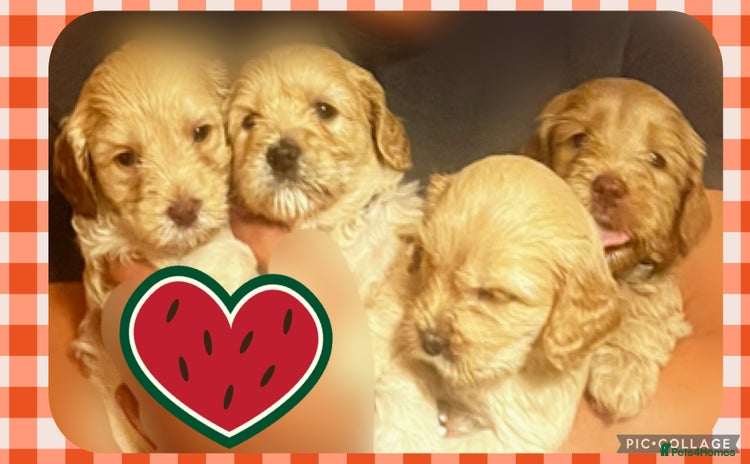 Australian Labradoodle dogs - Advert 1