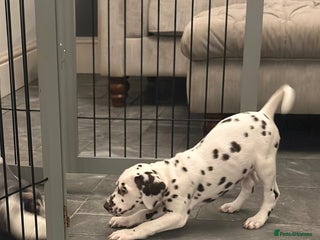 Dalmatian dogs 2 boys/ 1 girl available - Advert 15