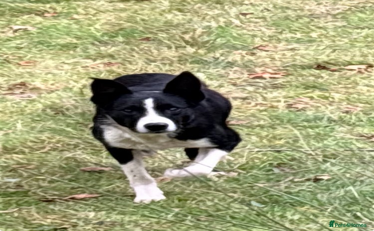 Border Collie dogs - Advert 2
