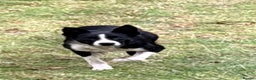 Border Collie dogs for sale: Benji - Advert 1