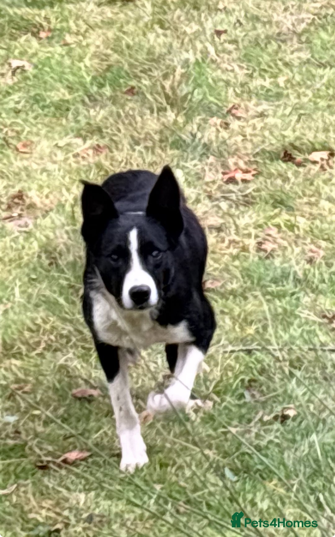 Border Collie dogs for sale: Benji - Image 1