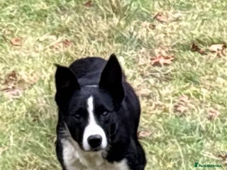 Border Collie dogs - Advert 18