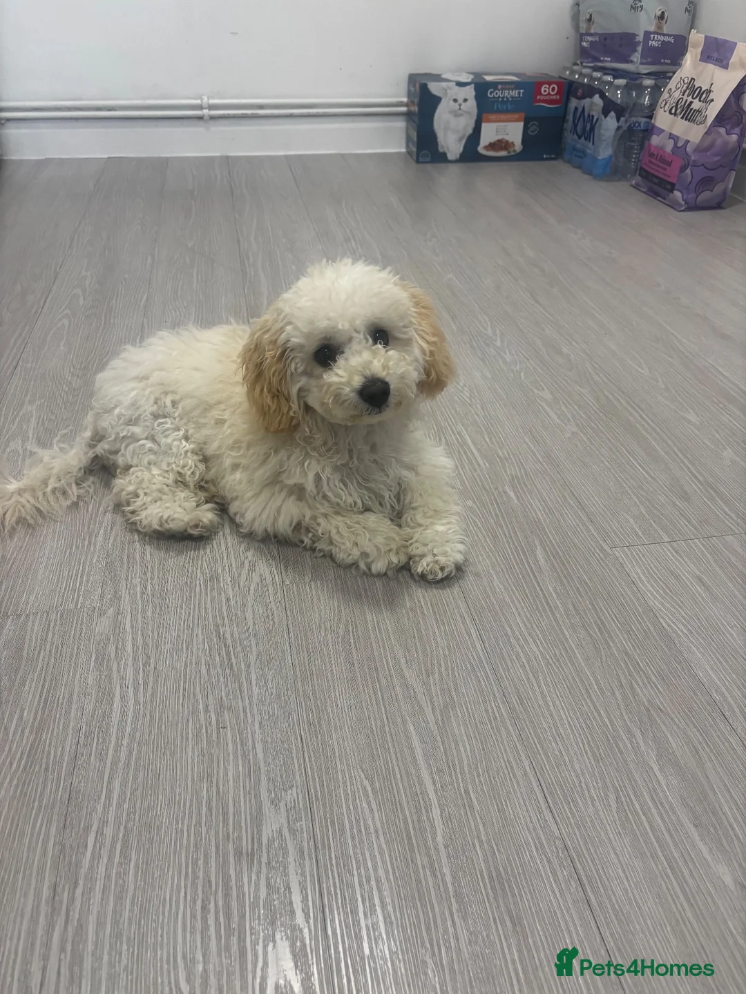 Mixed Breed dogs for sale: Cavapoo male  - Advert 2