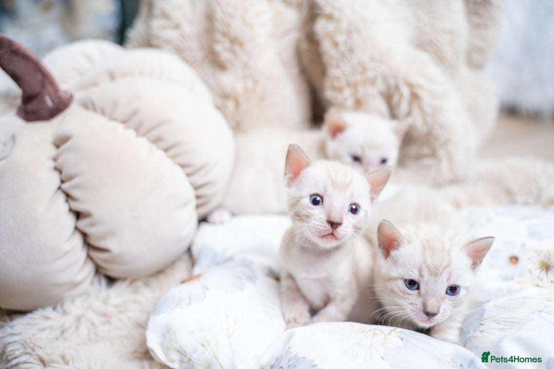 Bengal cats for sale: 3 Snow Bengal Boys-Gorgeous-TICA-Ready in November - Image 6