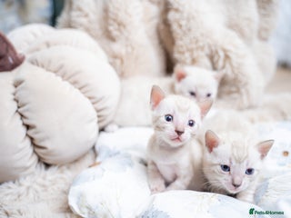 Bengal cats - Advert 13