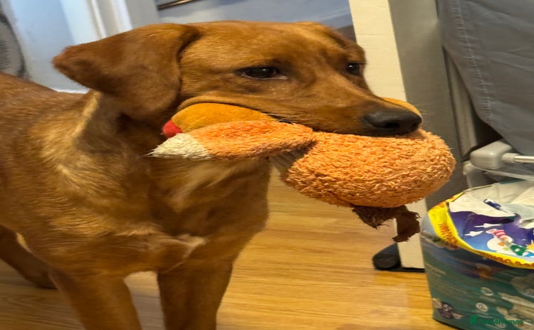 Labrador Retriever dogs - Advert 12