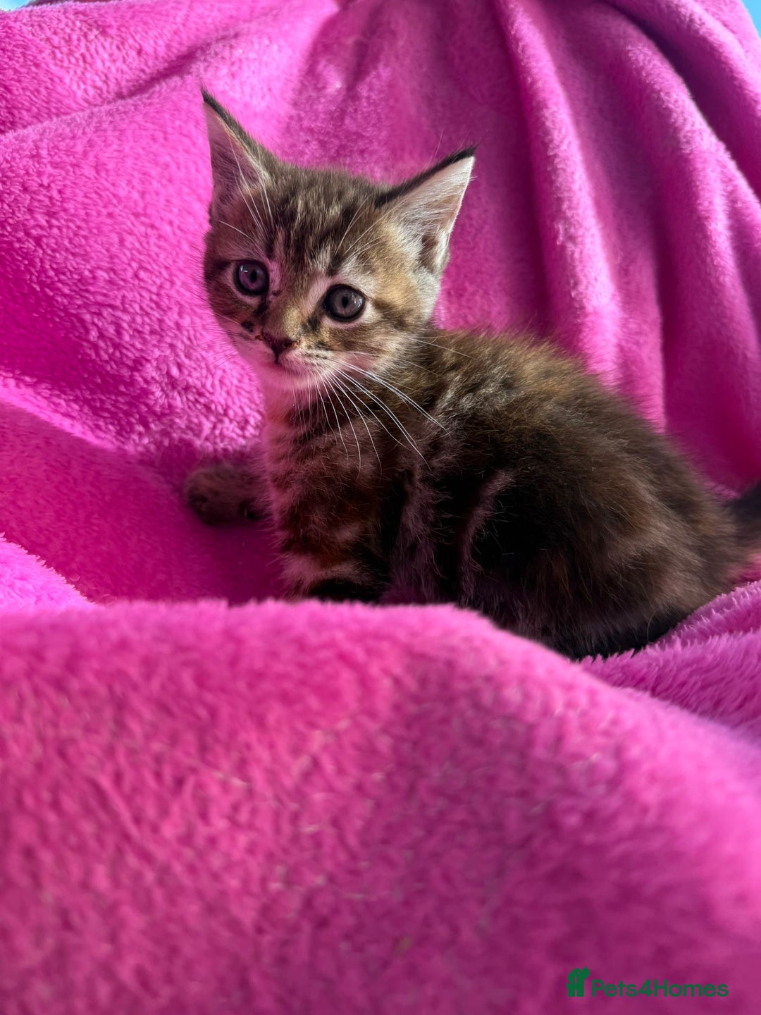 Maine Coon cats for sale: Beautiful Maine Coon Cross Kittens  - Image 26
