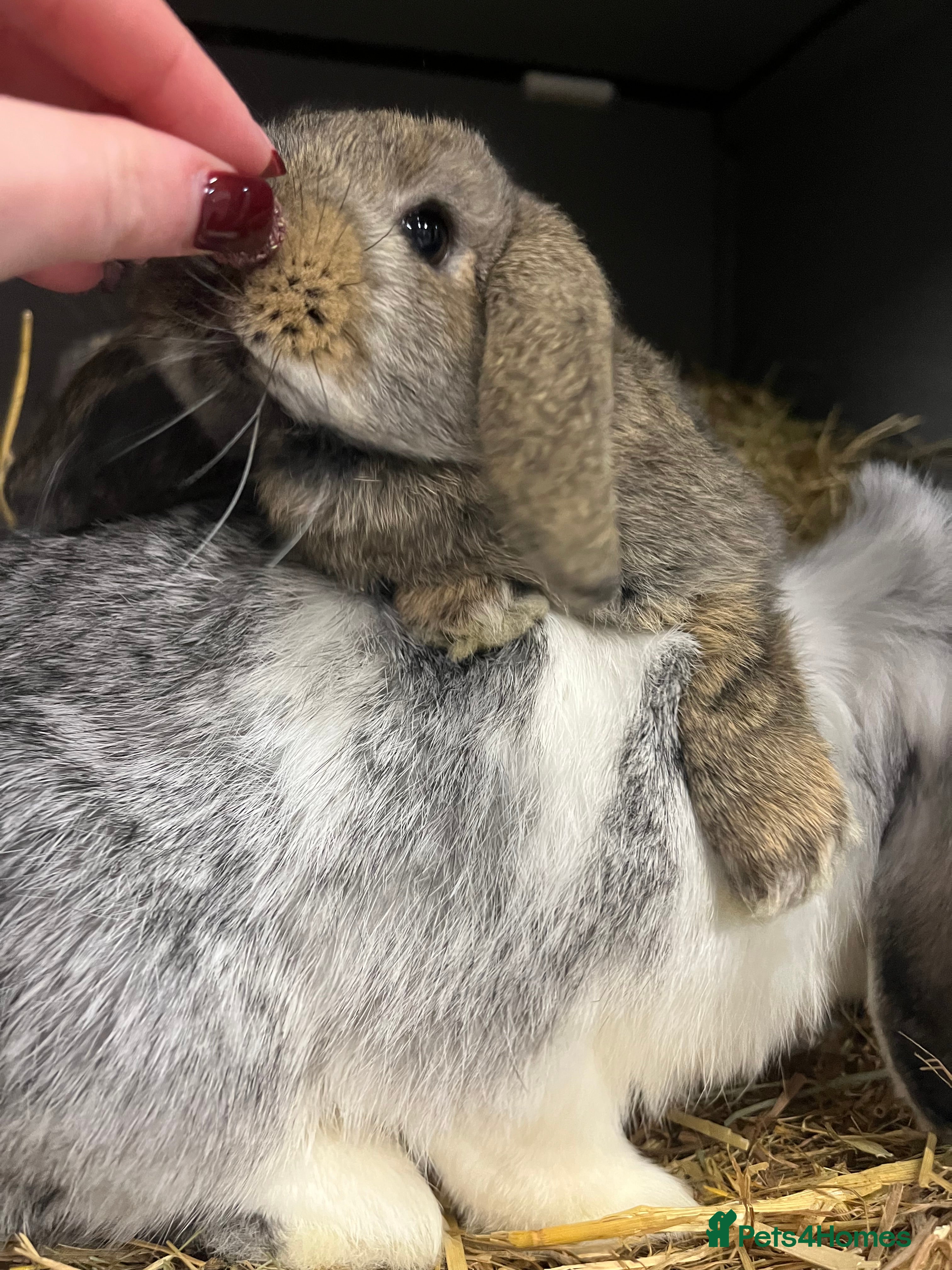 Mini Lop rabbits Mini Lop Bunnies - Advert 2
