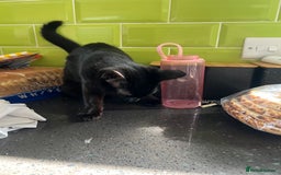 British Shorthair cats for sale: 2 female kittens - Image 4