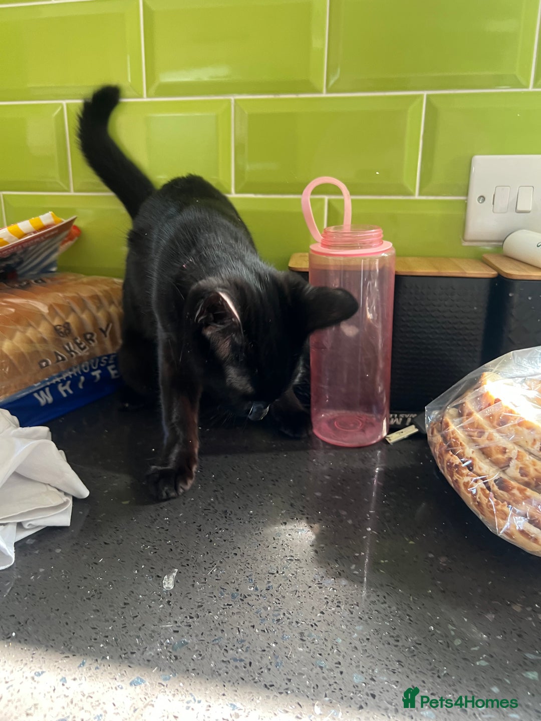 British Shorthair cats for sale: 2 female kittens - Image 4