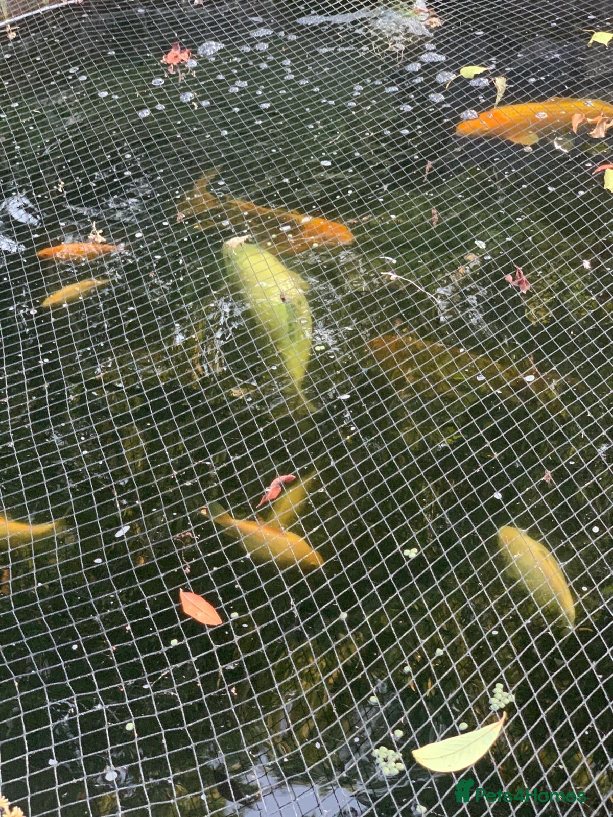 Koi Carp fish Koi Carp – Full Pond Clearance - Advert 1