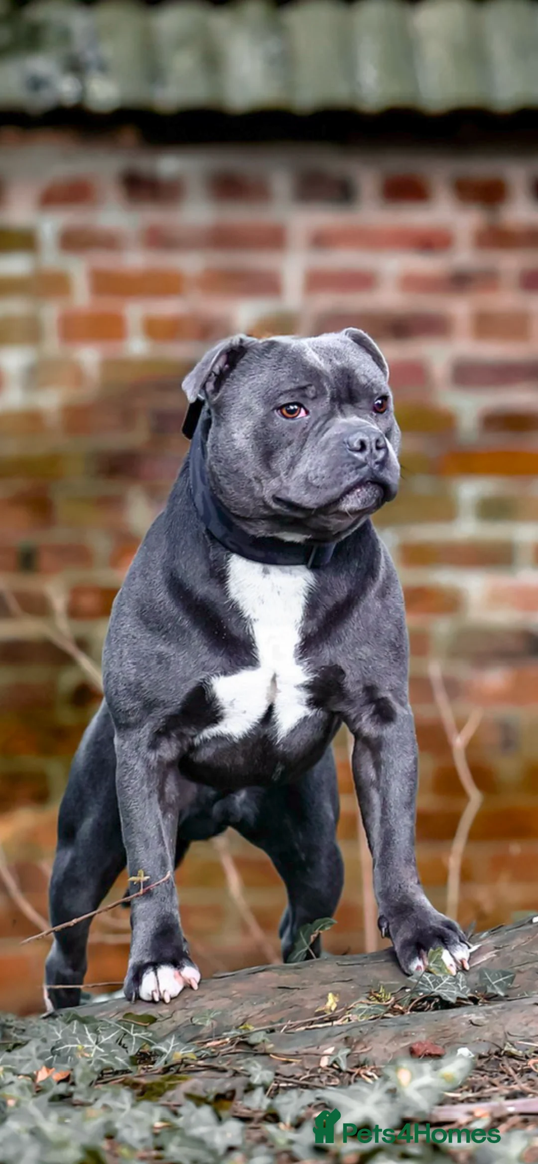 Staffordshire Bull Terrier dogs for stud: NARCOS! THE U.K’s FINEST STAFFY AVAILABLE NOW! in Nottingham - Advert 23