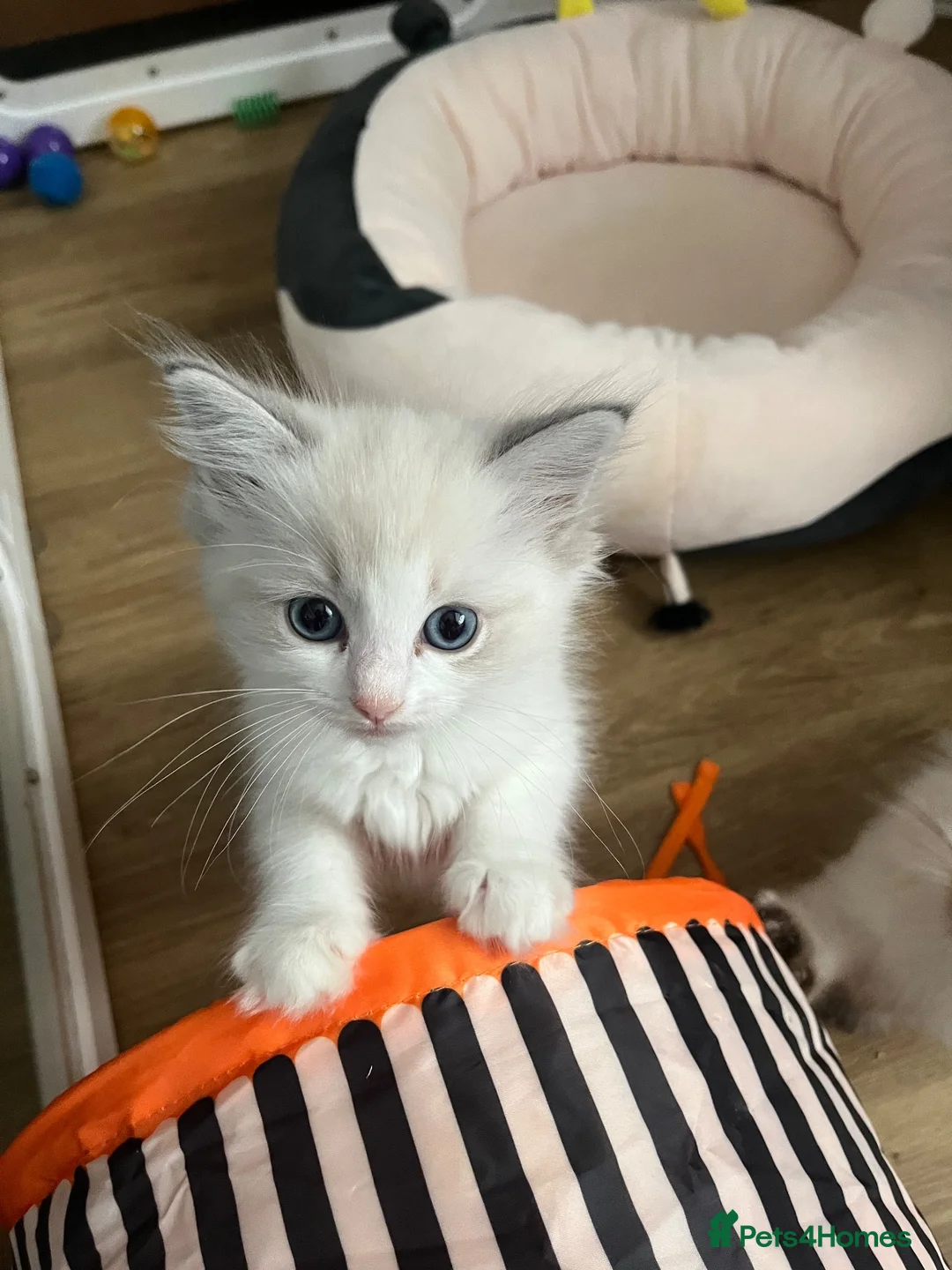Ragdoll cats for sale: GCCF Ragdoll Kittens in Dunstable - Advert 6