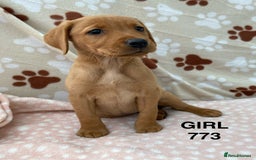 Labrador Retriever dogs for sale: Kc registered Labrador Retrievers - Image 9